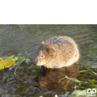 گونه ول آبزی Eurasian Water Vole